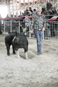 Boy showing in Swine show