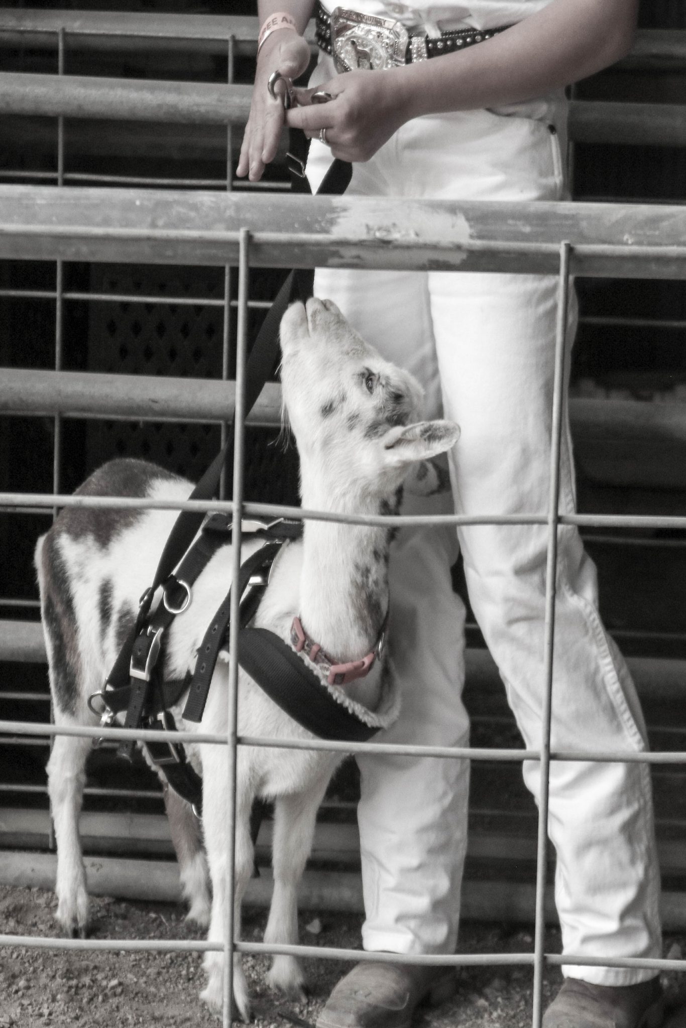 Park County Livestock Committee Park County Fair