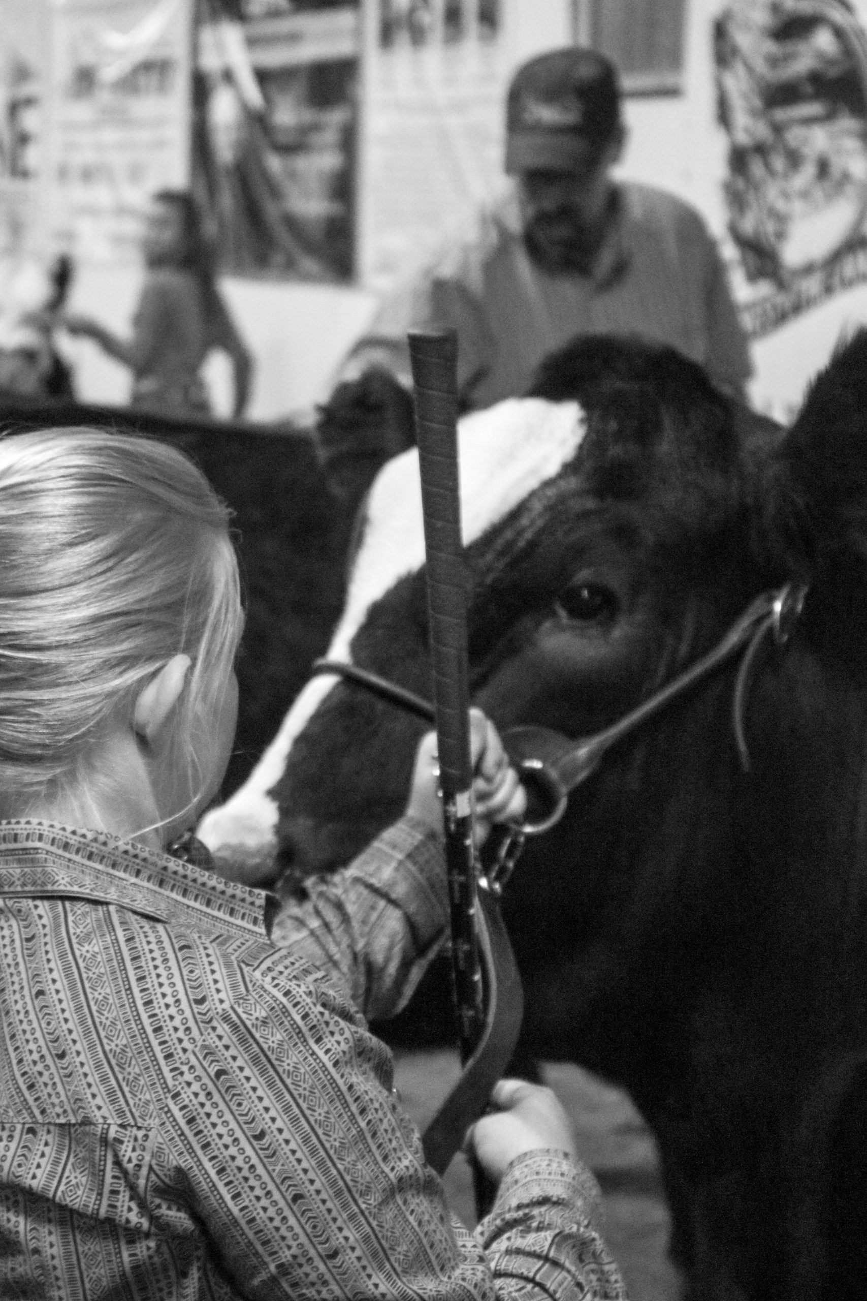 Girl showing cattle showmanship