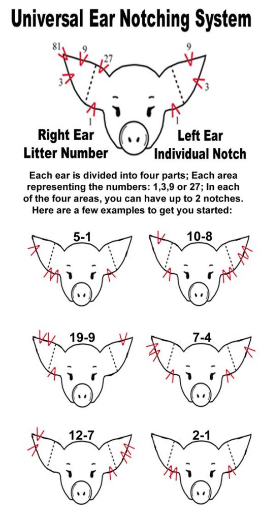 Universal Ear Notching System for Swine infographic