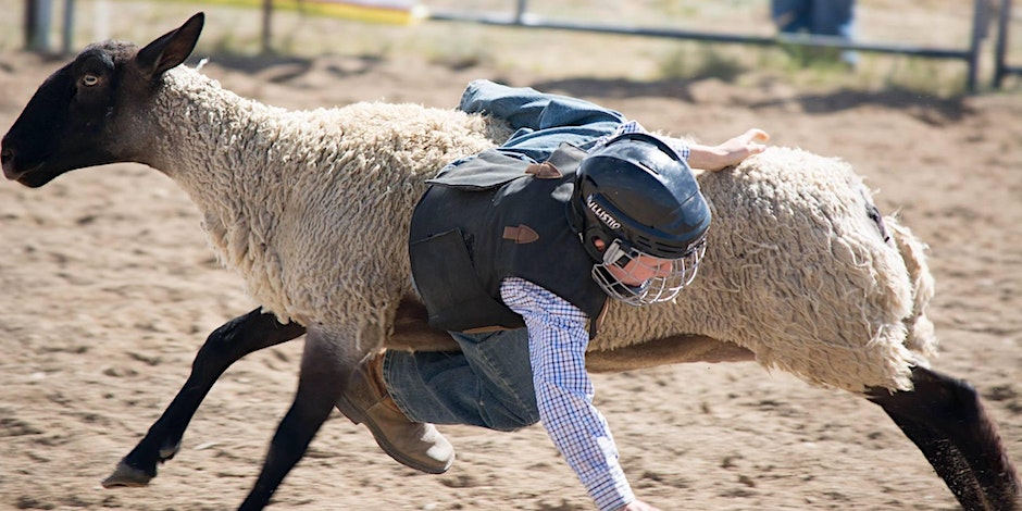 A child participating in Mutton Bustin at the Park County Fair
