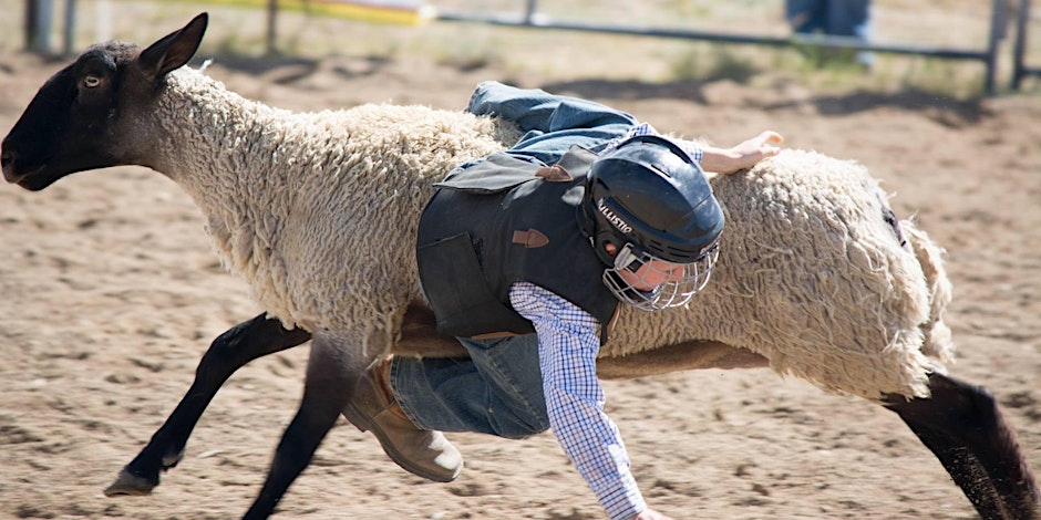 child participates in mutton bustin