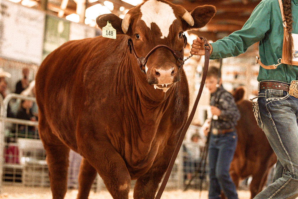 Steer being shown at fair